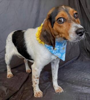 Frannie -  Beagle Dog for Adoption in Princeton, Massachusetts - Frannie | PetCurious