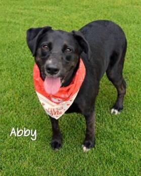 Black Labrador Retriever Dogs Available for Adoption in Killingworth, Connecticut - Abby 48 | PetCurious
