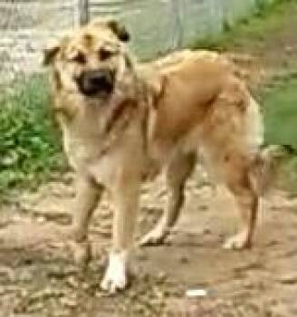 German Shepherd Dog Dogs Available for Adoption in Dallas, Texas - KISKA | PetCurious