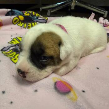 Carnation pup 1 -  Pit Bull Terrier Dog for Adoption in Austin, Texas - Carnation Pup 1 | PetCurious