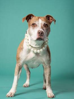 Missie -  Pit Bull Terrier and Mixed Breed Dog for Adoption in Atlanta, Georgia - Missie | PetCurious