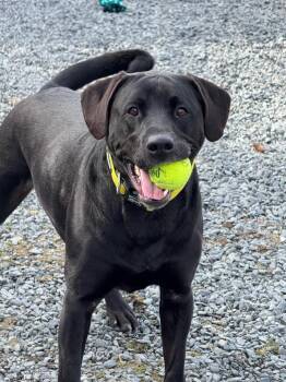Triton -  Labrador Retriever Dog Available for Adoption in Kodiak, Alaska - Triton | PetCurious