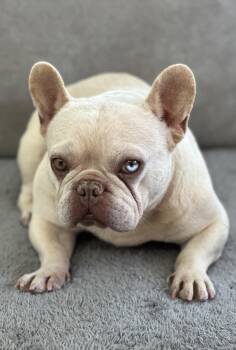 French Bulldog Dogs Available for Adoption - Bill | PetCurious