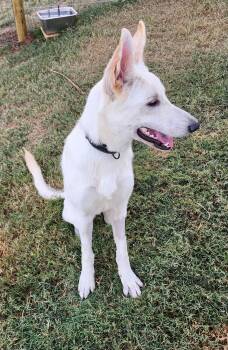 Rescue German Shepherd Dog Dogs for Adoption in Weatherford, Texas - LEXA | PetCurious