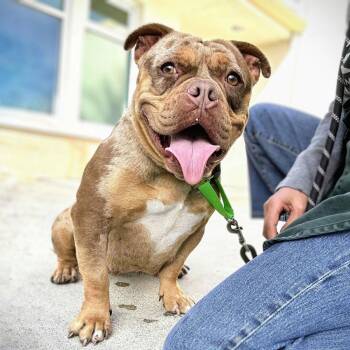 American Bulldog Dogs Available for Adoption - Terabithia | PetCurious