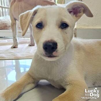 Iggy -  Australian Shepherd and Cattle Dog Dog for Adoption in Washington, District Of Columbia - Iggy | PetCurious