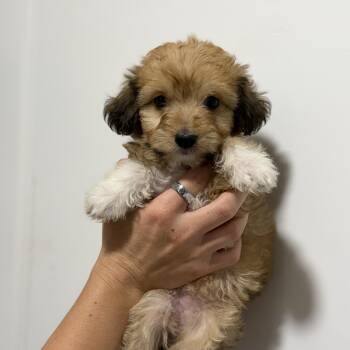 Sereia -  Maltipoo Dog for Adoption in San Diego, California - Sereia | PetCurious