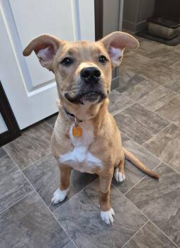 Mixed Breed Dogs Available for Adoption - Katie | PetCurious
