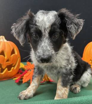 Rescue Australian Cattle Dog Blue Heeler Dogs for Adoption in Neillsville, Wisconsin - Sally | PetCurious