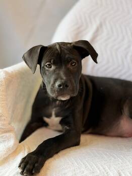 Labrador Retriever and Retriever Dogs Available for Adoption - Rolly The Mixed Breed Puppy | PetCurious