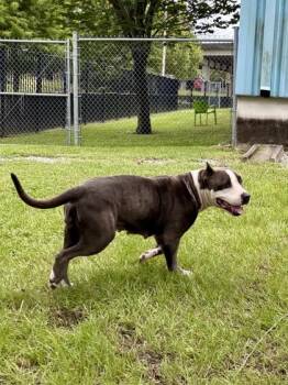 Corn Pudding -  Cane Corso and Mixed Breed Dog for Adoption in New Orleans, Louisiana - Corn Pudding | PetCurious