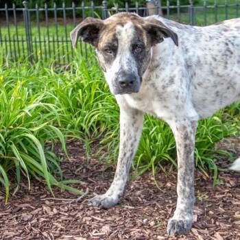 Dutch Shepherd and Mixed Breed Dogs Available for Adoption in St. Louis, Missouri - COLBY | PetCurious
