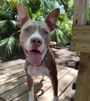 Piper -  Mixed Breed Dog for Adoption in Charleston, South Carolina - Piper | PetCurious