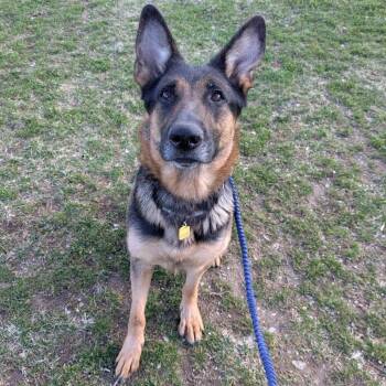 German Shepherd Dog Dogs Available for Adoption - Guinevere | PetCurious