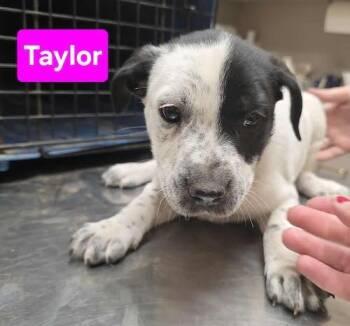 Rescue Australian Cattle Dog Blue Heeler and Collie Dogs for Adoption in Sudbury, Massachusetts - Terri, Taylor, Traci, And Tisha | PetCurious