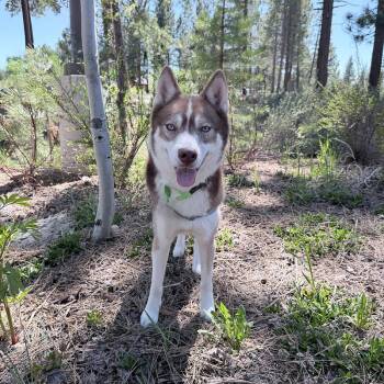 Mixed Breed Dogs Available for Adoption in Truckee, California - Cooper | PetCurious