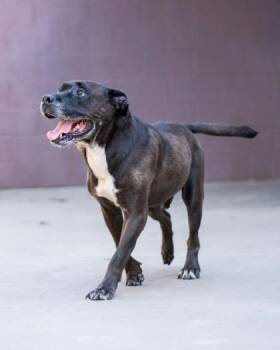 Jeeves -  Mixed Breed Dog for Adoption in Chamblee, Georgia - Jeeves | PetCurious