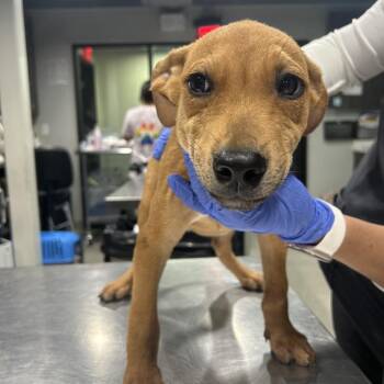 Catapillar -  Feist and Mixed Breed Dog for Adoption in Tampa, Florida - Catapillar | PetCurious