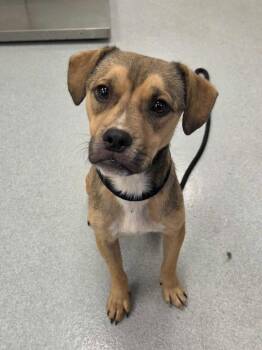Bart Simpson -  Pit Bull Terrier and Mixed Breed Dog for Adoption in Chillicothe, Ohio - Bart Simpson | PetCurious