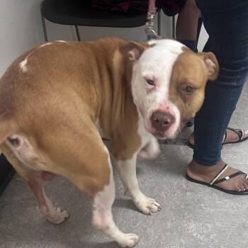 Mace -  Pit Bull Terrier Dog for Adoption in Philadelphia, Pennsylvania - Mace | PetCurious