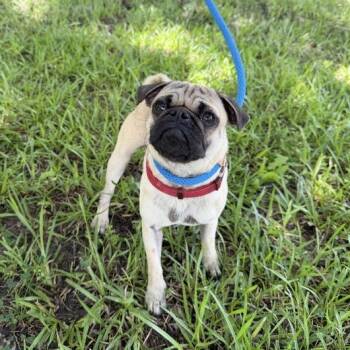 Pug Dogs Available for Adoption in Carencro, Louisiana - Floatie | PetCurious