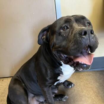 Lisa -  Pit Bull Terrier Dog for Adoption in Palm Springs, California - Lisa | PetCurious