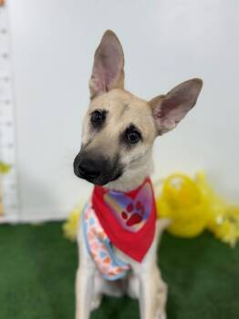 Liz-One of our Amazing Rescue Dogs -  Belgian Shepherd Malinois and German Shepherd Dog Dog for Adoption in Carlsbad, California - Liz-One Of Our Amazing Rescue Dogs | PetCurious