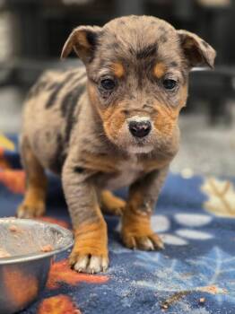 Affenpinscher and Mixed Breed Dogs Available for Adoption - Flurry | PetCurious