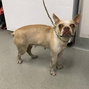 Boston Terrier and French Bulldog Dogs Available for Adoption - WAGS-Stray-21022 | PetCurious