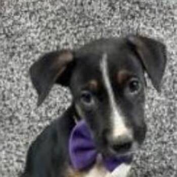 1094 (2026) Maxwell -  Belgian Shepherd Malinois and Mixed Breed Dog for Adoption in Parker, Colorado - 1094 (2026) Maxwell | PetCurious