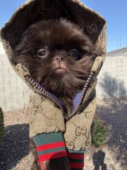 Prince  -  Shih Tzu Dog for Sale in Coolidge, Arizona - Prince  | PetCurious