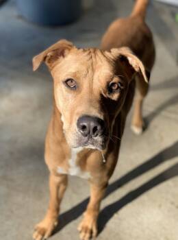 Rescue Mixed Breed Dogs for Adoption in Atlanta, Georgia - Zues 2 (Poet) | PetCurious