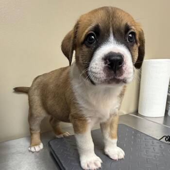 Mastiff and Pit Bull Terrier Dogs Available for Adoption in Birmingham, Alabama - Wazowski | PetCurious