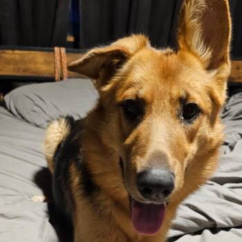 German Shepherd Dog Dogs Available for Adoption - FWT Doris | PetCurious