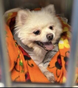Pomeranian Dogs Available for Adoption in Powell Butte, Oregon - Laguna  | PetCurious