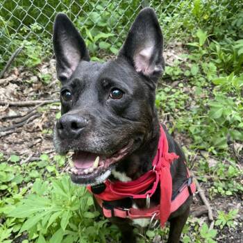 Kookie -  Labrador Retriever and Pit Bull Terrier Dog for Adoption in Fort Wayne, Indiana - Kookie | PetCurious