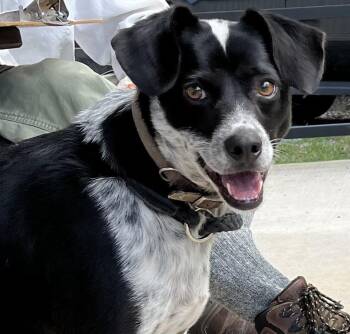 Rudy -  Mixed Breed Dog for Adoption in Lawrenceburg, Tennessee - Rudy | PetCurious