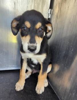 YODA -  Shepherd and Mixed Breed Dog for Adoption in San Antonio, Texas - YODA | PetCurious