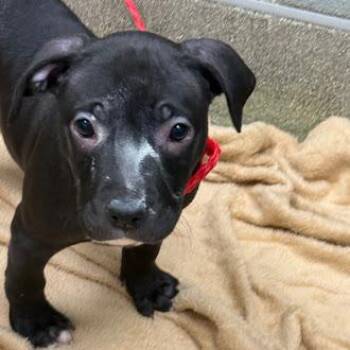 Presa Canario Dogs Available for Adoption - LEILANI | PetCurious