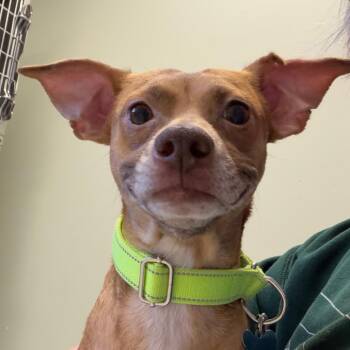 Chihuahua Dogs Available for Adoption - Lee  | PetCurious