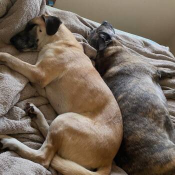 Shepherd Dogs Available for Adoption in Shelby, North Carolina - Stevie Wonder | PetCurious