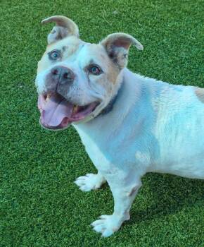 Wayne -  American Staffordshire Terrier and Mixed Breed Dog for Adoption in Frankfort, Kentucky - Wayne | PetCurious