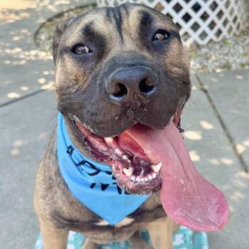 Rescue Bullmastiff and Pit Bull Terrier Dogs for Adoption in Los Angeles, California - Han Solo | PetCurious