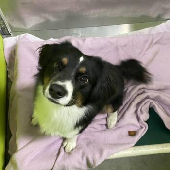 Australian Shepherd and Hound Dogs Available for Adoption in Spokane, Washington - Dogi | PetCurious