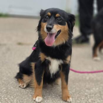 Faye -  Australian Shepherd and Mixed Breed Dog for Adoption in Alma, Wisconsin - Faye | PetCurious