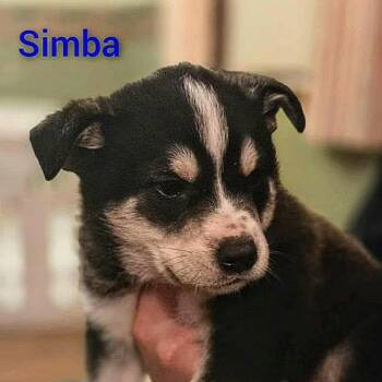 Husky Dogs Available for Adoption - Simba (20260219-05) | PetCurious