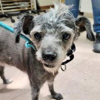 Zippy--Senior Guy Comes with Vet Care Support for Life -  Mixed Breed Dog for Adoption in Green Valley, Arizona - Zippy--Senior Guy Comes With Vet Care Support For Life | PetCurious