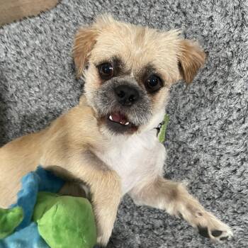 Terrier and Lhasa Apso Dogs Available for Adoption in Los Angeles, California - Bugsy | PetCurious