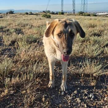 Mia -  Mixed Breed Dog for Adoption in Bend, Oregon - Mia | PetCurious