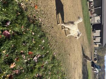 Rescue Great Pyrenees Dogs for Adoption in Glenwood City, Wisconsin - Appa | PetCurious